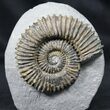 Aegocrioceras Ammonite - Germany #31377-1